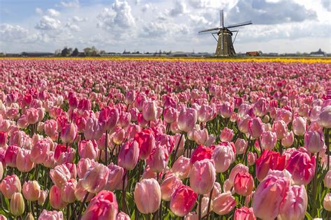 Dutch tulip season: where to see the best tulip fields in .